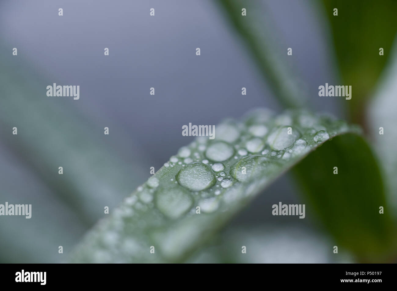 Raindrops on leaf, close-up Stock Photo