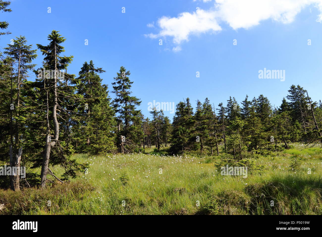Scenery of the Harz mountain range in Germany. Forest, raised bog and cottongras near Mount Brocken, Saxony-Anhalt, Germany. Stock Photo