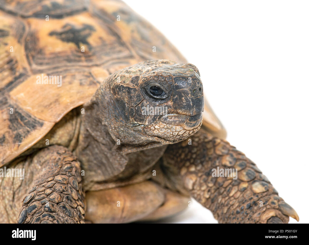 Hermanns Tortoise and baby turtles in studio Stock Photo - Alamy