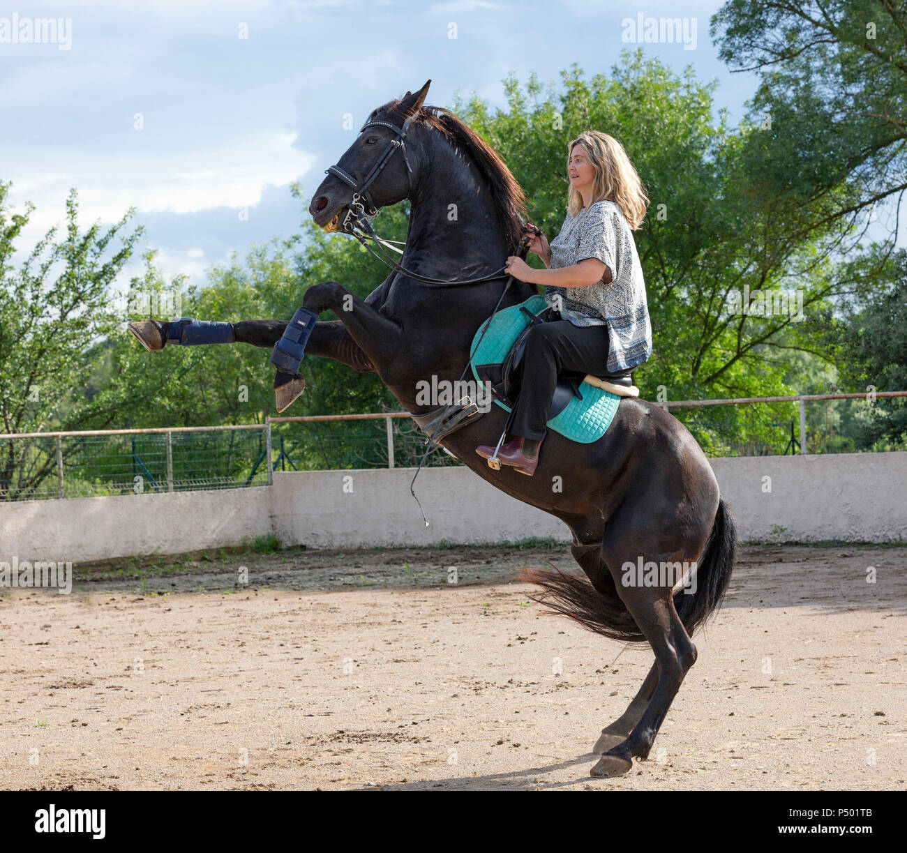 woman rider and her black horse are training Stock Photo