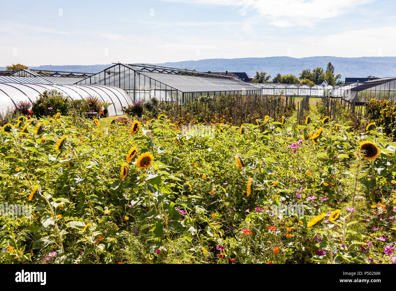 Germany, Constance district, Reichenau Island, greenhouses and sunflowers in the foreground Stock Photo