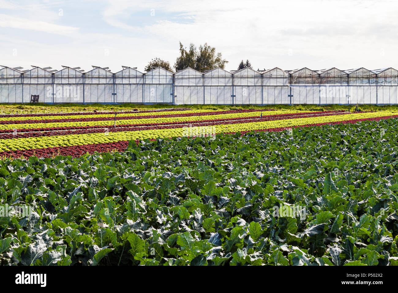 Germany, Constance district, Reichenau Island, greenhouses and vegetable cultivation Stock Photo