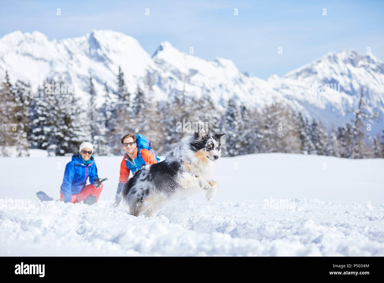 Austria, Tyrol, snowshoe hikers and dog, jumping in the snow Stock Photo