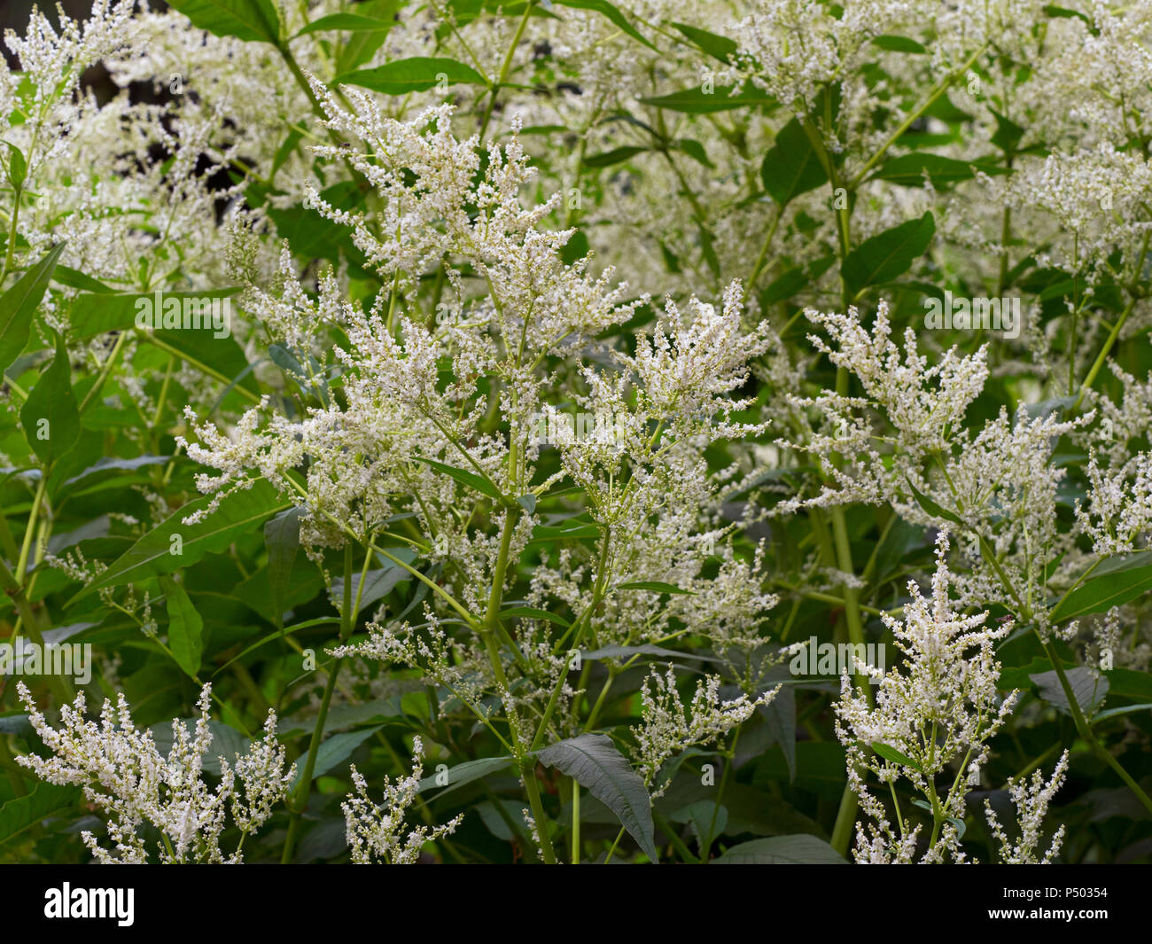 Giant Fleece Flower Persicaria polymorpha Stock Photo Alamy