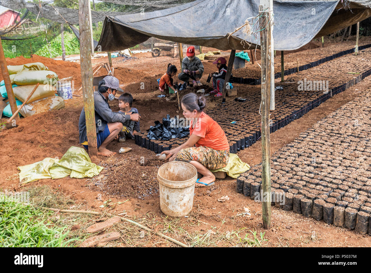 Planting seeds for coffee plants on plantation, Paksong, Laos Stock Photo