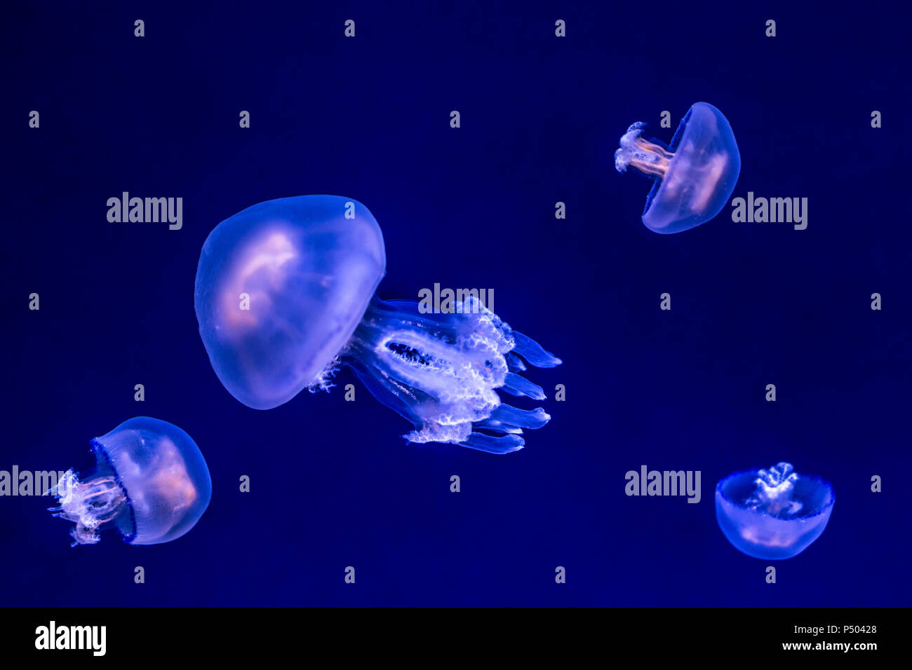 Jellies Stock Photo