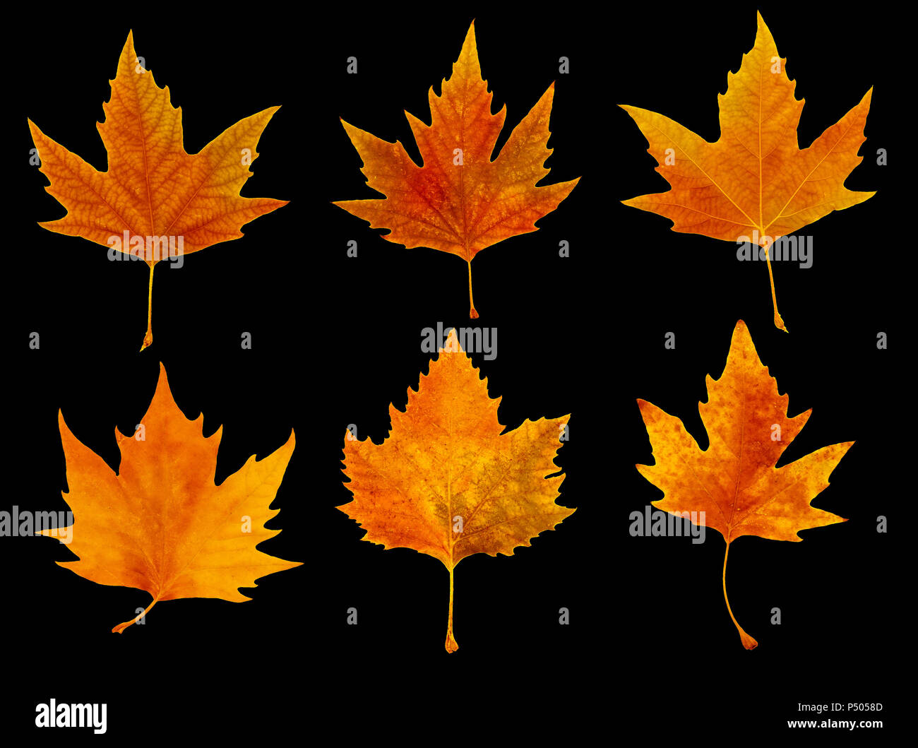 isolated image of leaves on black background Stock Photo - Alamy