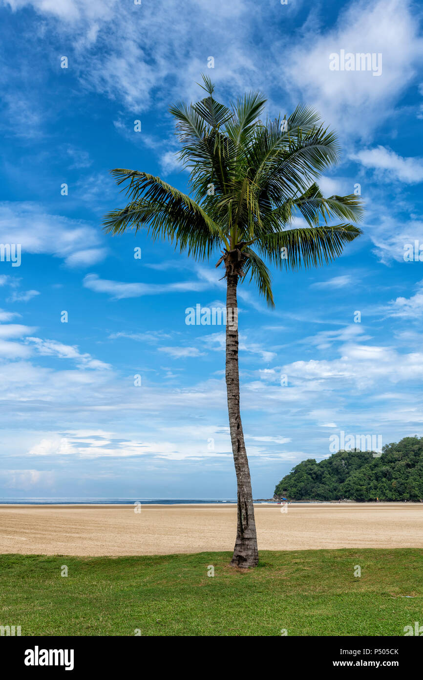 Palm tree on the beach near Kota Kinabalu in Sabah, Borneo, Malaysia Stock Photo