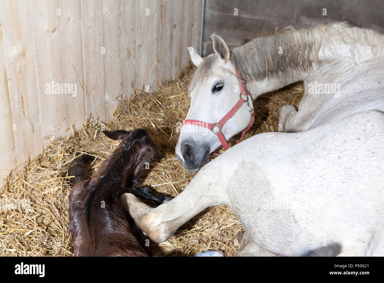 a white mare was born a foal in the stable and sniffs Stock Photo