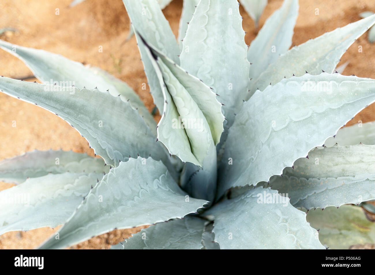 Blue Tequila Agave cactus background close up Stock Photo Alamy