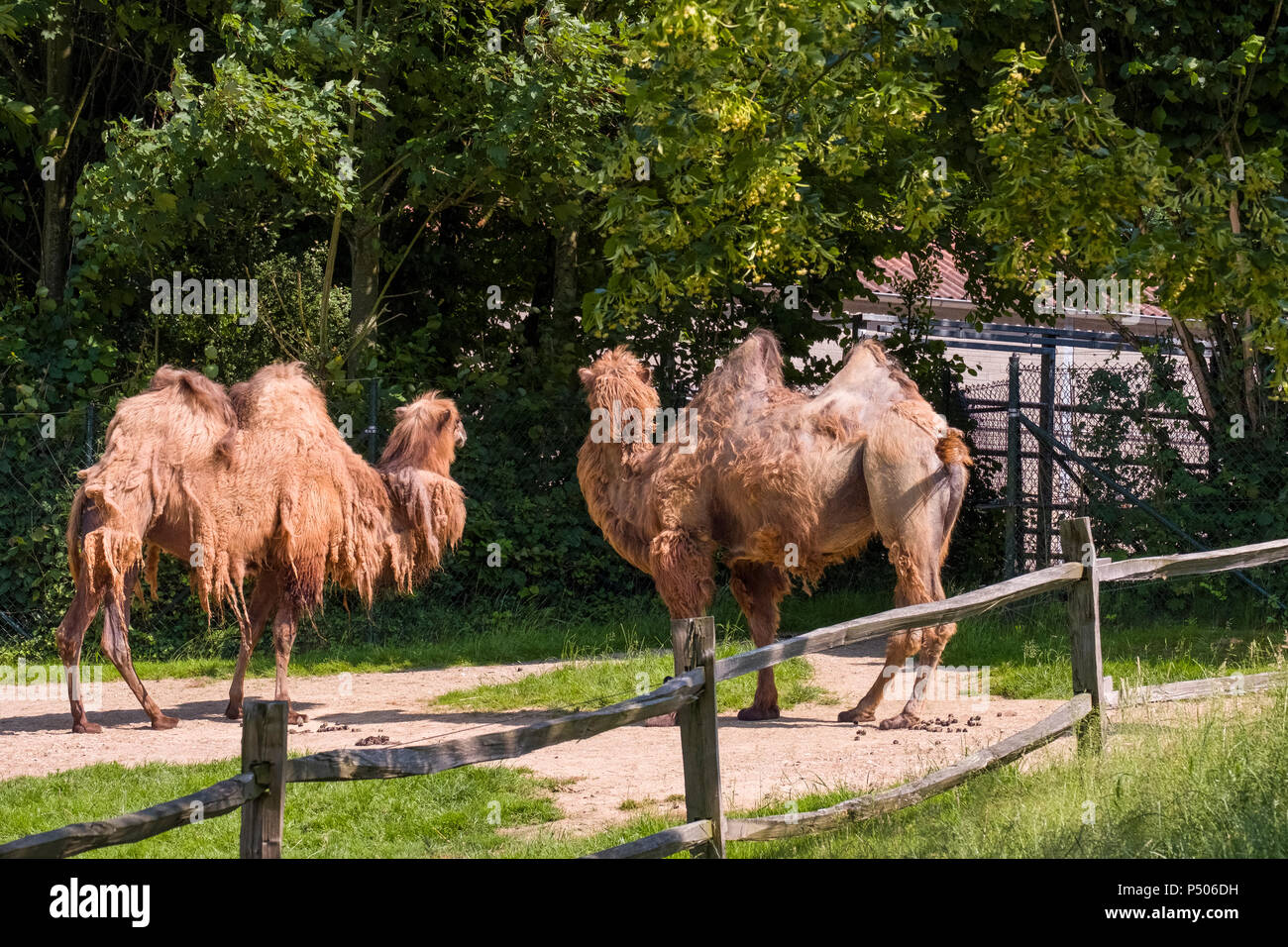 Two humped camelsat the zoo park Gaia, Kerkrade, Netherlands. Stock Photo