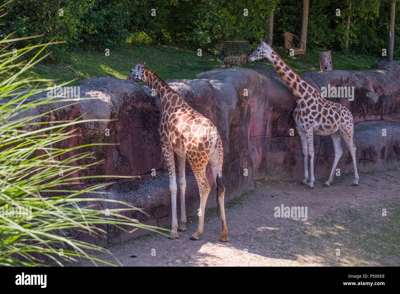 Giraffes at the zoo park Gaia, Kerkrade , Netherlands. Stock Photo