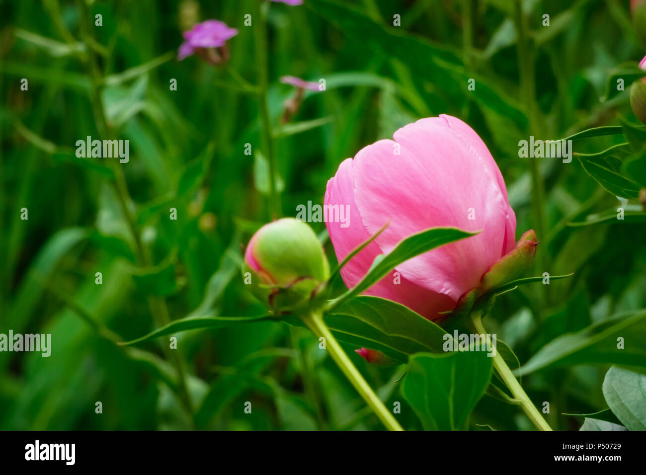Beautiful, clean Peony Flower head blossom close up Stock Photo Alamy