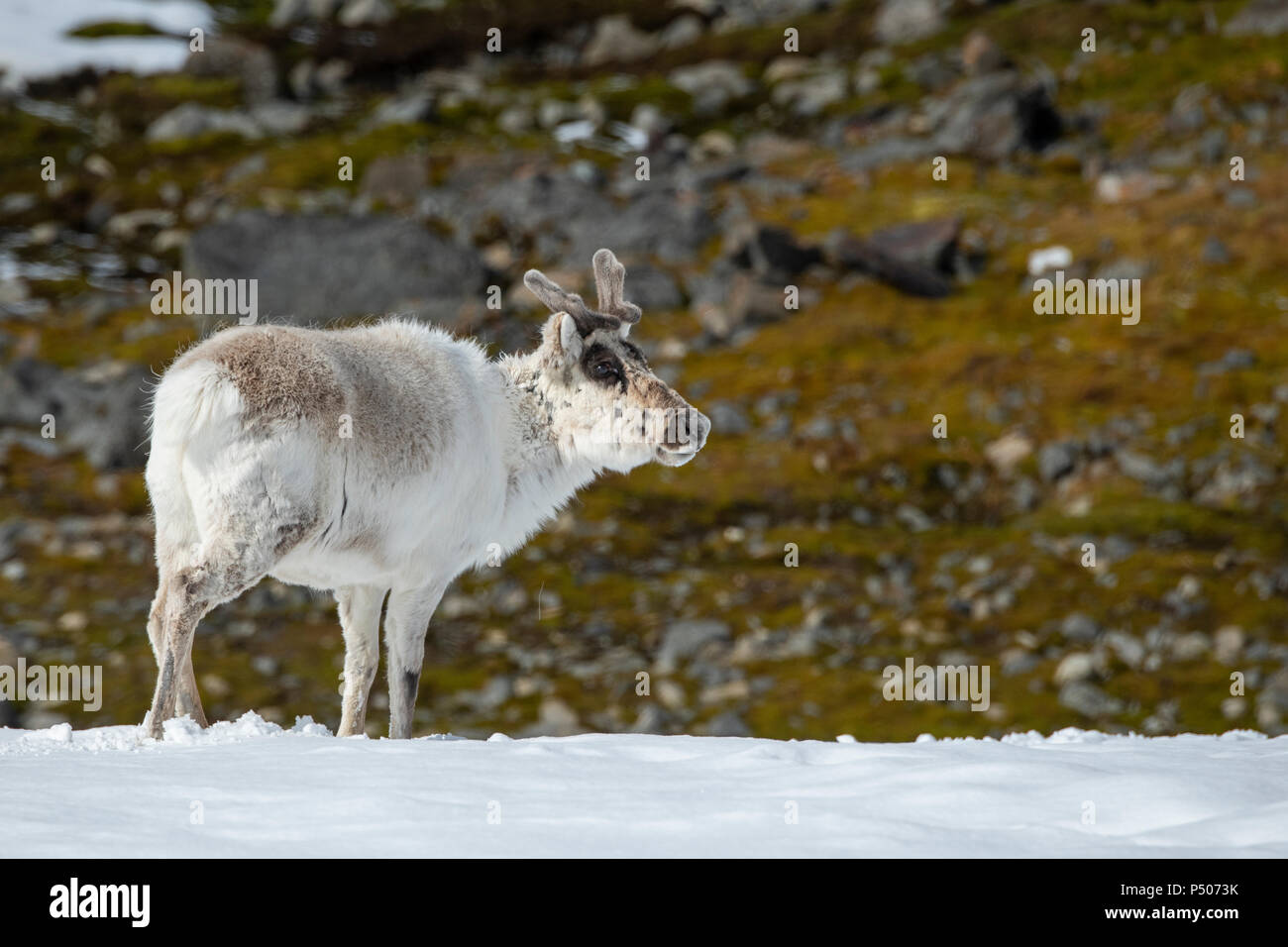 Norway, Svalbard, Spitsbergen, Isbjornhamna. Svalbard reindeer (Rangifer tarandus platyrhynchus) Stock Photo