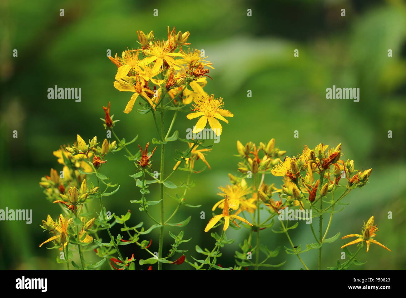 Common Saint John's wort, St John's wort, yellow wildflower, medicinal herb, in bloom. Stock Photo