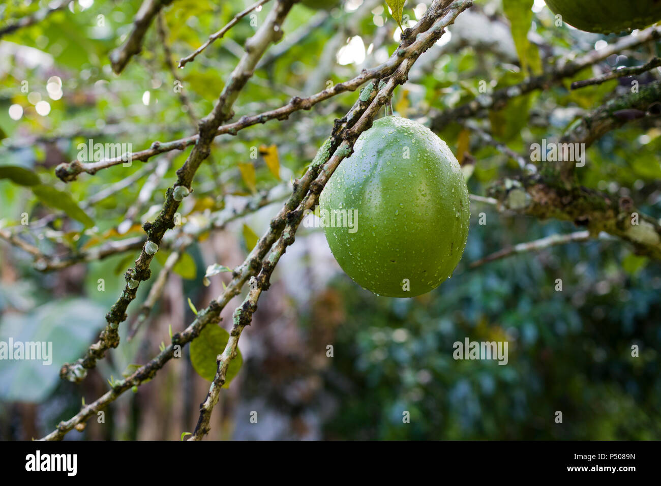 The fruit, called J cara, Bule, Tecomate, Guaje, Morro or Huacal in Mexico, is used to make small vessels for serving or drinking. In Western and Sout Stock Photo
