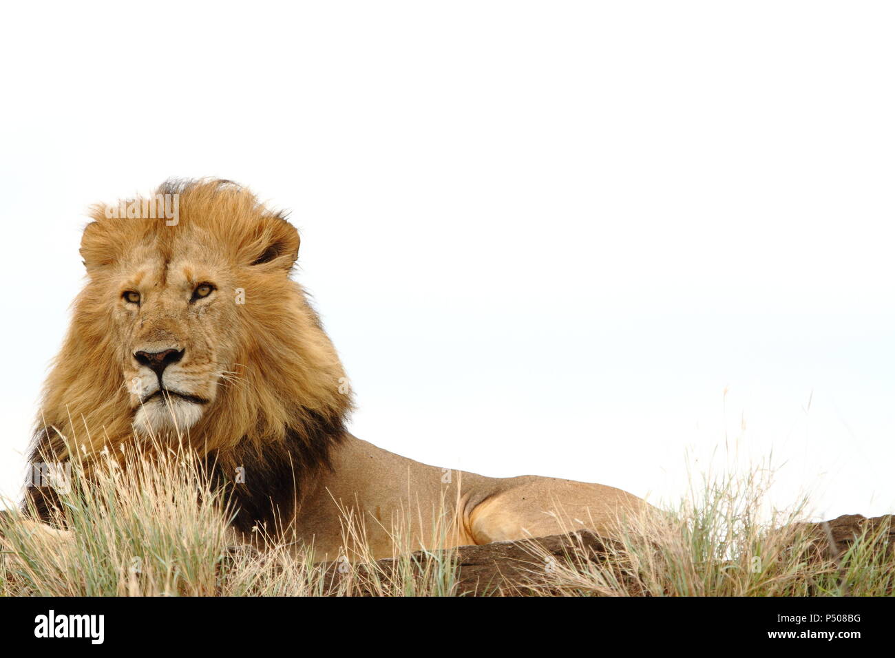Lion on white background hi-res stock photography and images - Alamy