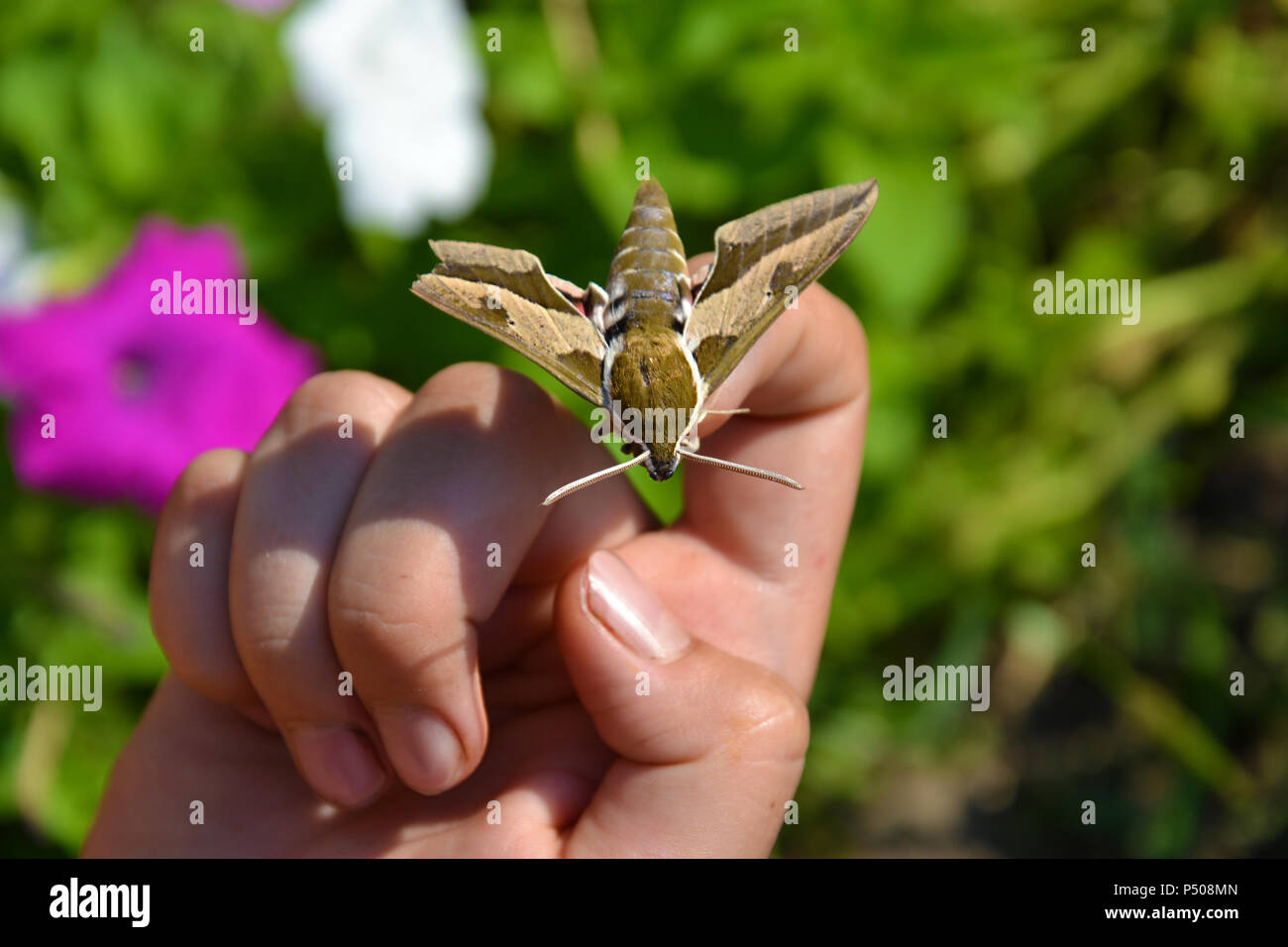 butterfly roisterer on hand Stock Photo Alamy