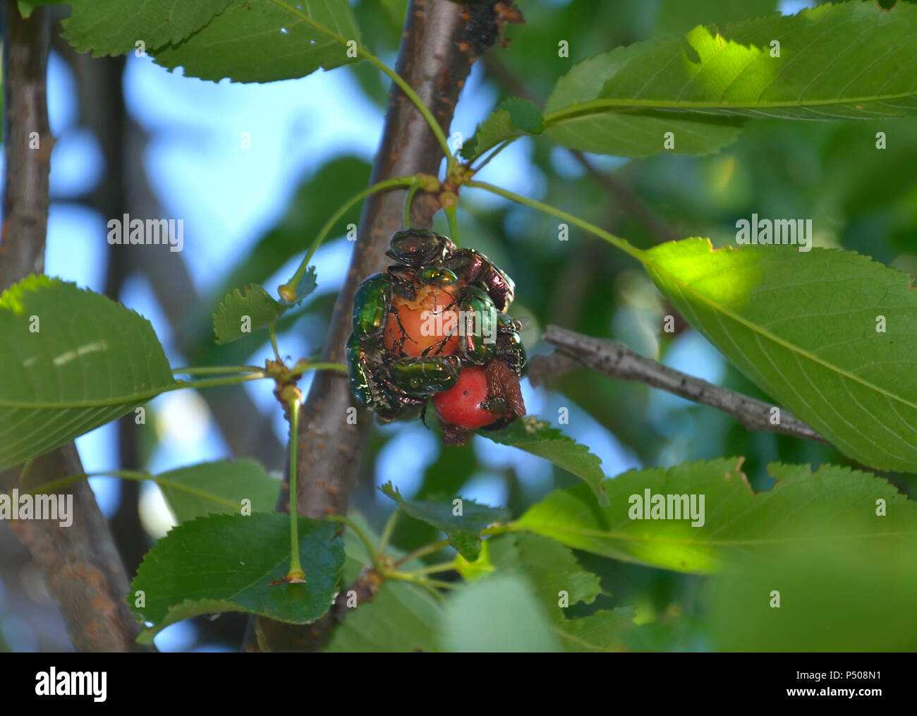 cherry fruit that is biting by pests and diseases Stock Photo Alamy