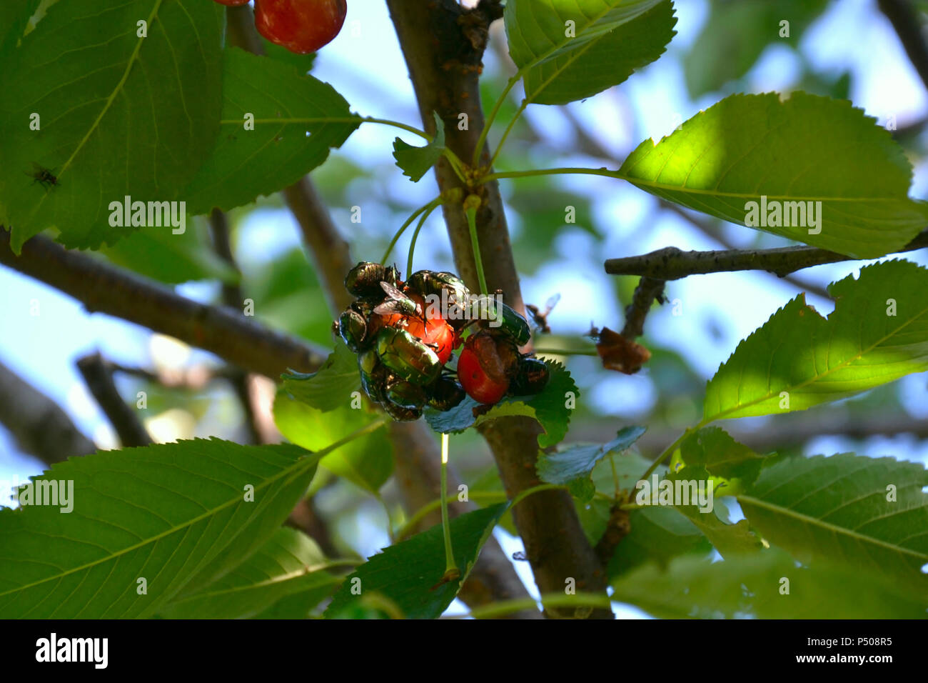 cherry fruit that is biting by pests and diseases Stock Photo Alamy