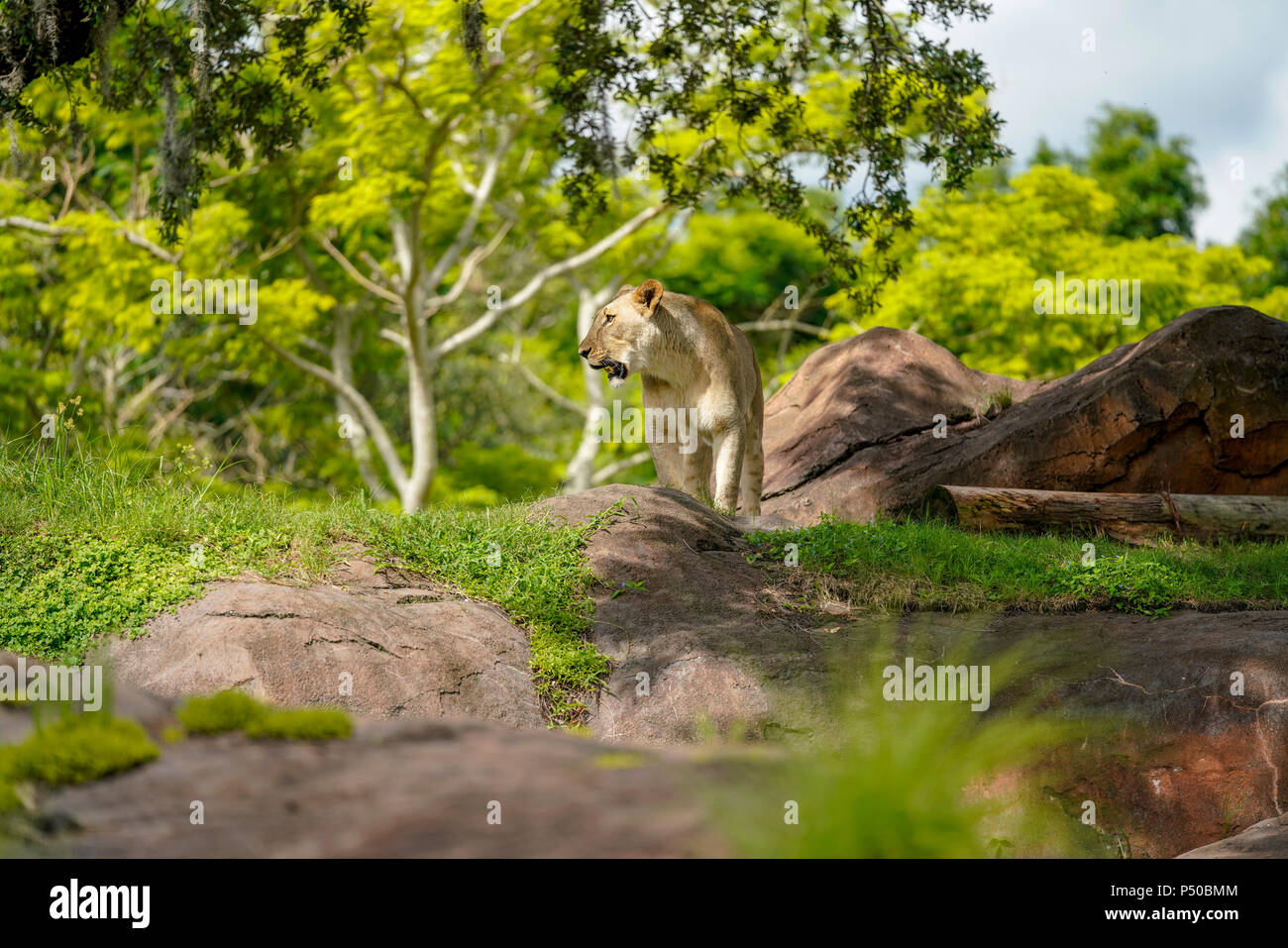 Kilimanjaro Safaris is a safari attraction at Disney's Animal Kingdom on the Walt Disney World Resort property in Lake Buena Vista, Florida. Stock Photo