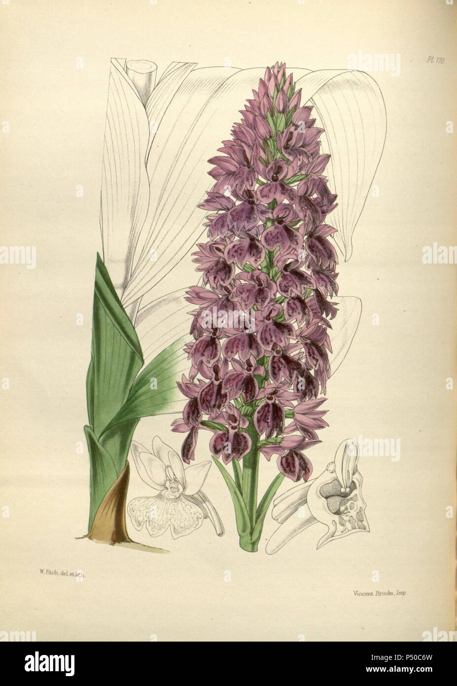 170 A second century of orchidaceous plants (8360531511). Stock Photo