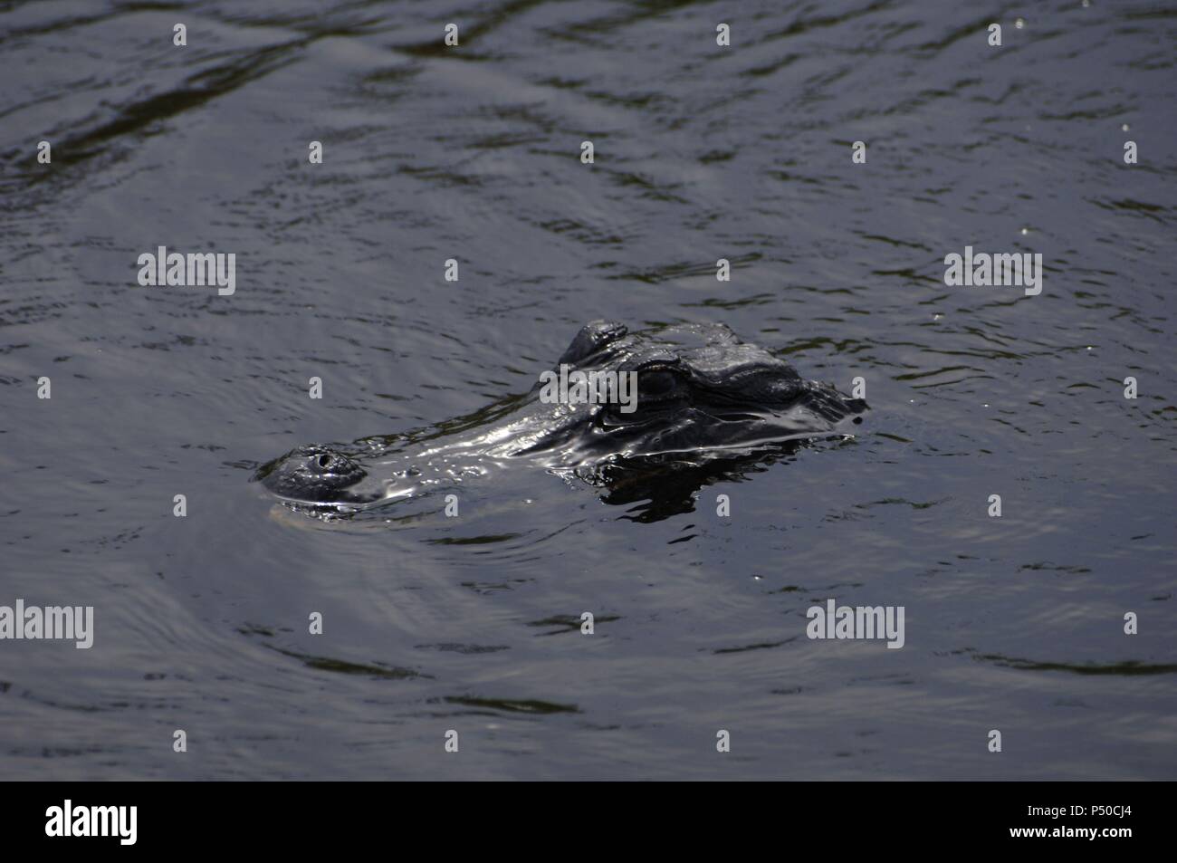 Caiman (alligatorid crocodylians).  Everglades National Park. Florida. USA. Stock Photo