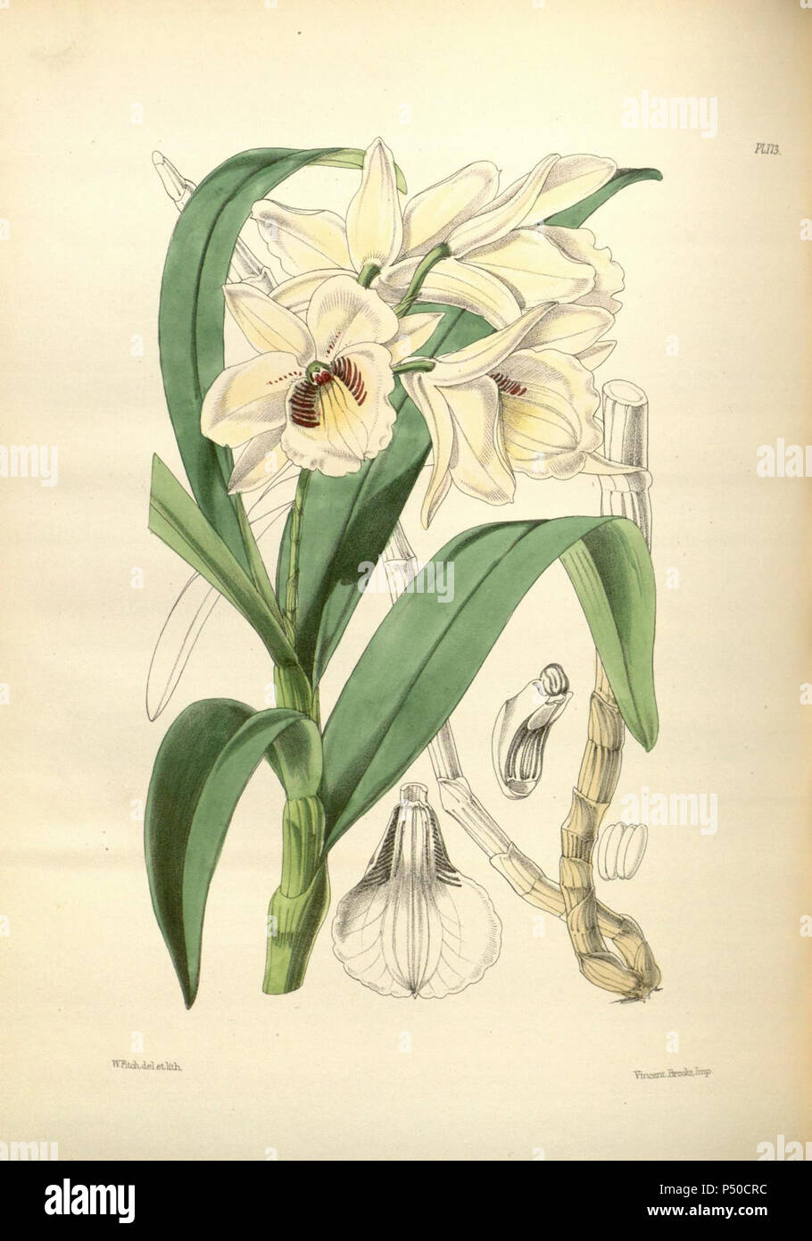 173 A second century of orchidaceous plants (8361594658). Stock Photo