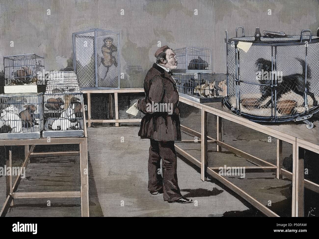 PASTEUR, Louis (1822-1895) French chemist and bacteriologist. Pasteur observes the effects of inoculation of rabies virus, Paris. Engraving by Rico. Stock Photo