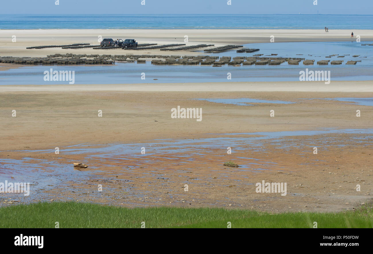 The beach (showing oyster farming) at Crowes pasture in East Dennis, Massachusetts on Cape Cod, USA Stock Photo