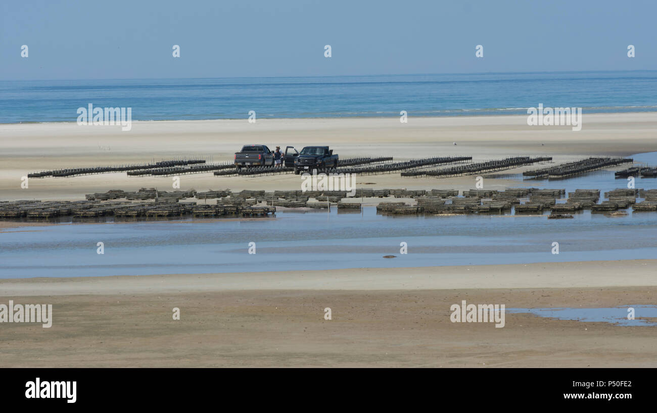 The beach and oyster farming at Crowes pasture in East Dennis, Massachusetts on Cape Cod, USA Stock Photo