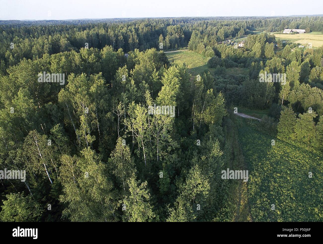Estonia tartu estonian forest geography landscape nature nobody