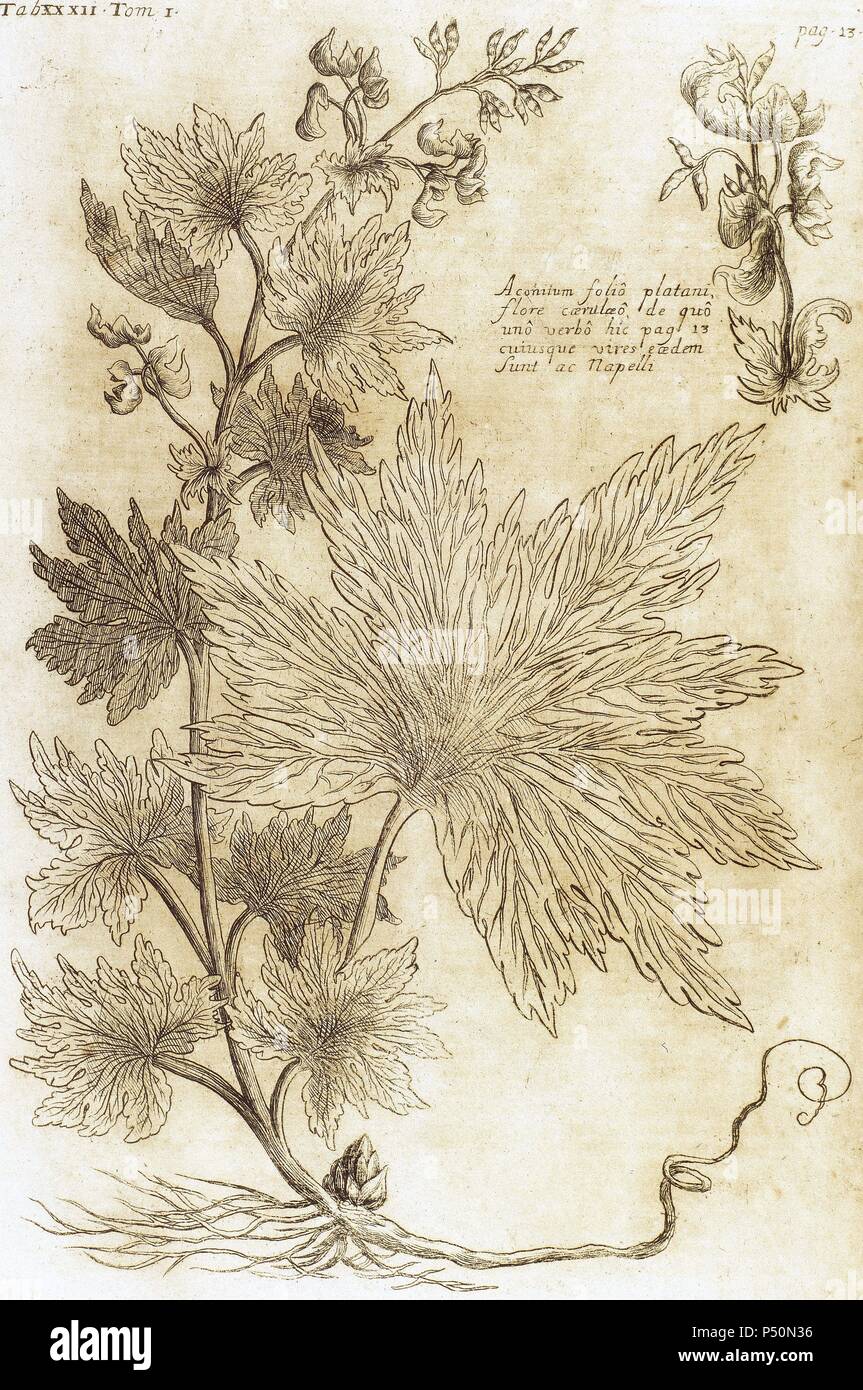 Aconitum. Seventeenth-century engraving in 'Bibliotheca Pharmaceutica-Medica' by J. Jacobi Mangeti. Published in Genoa. Italy. Engraving. Stock Photo