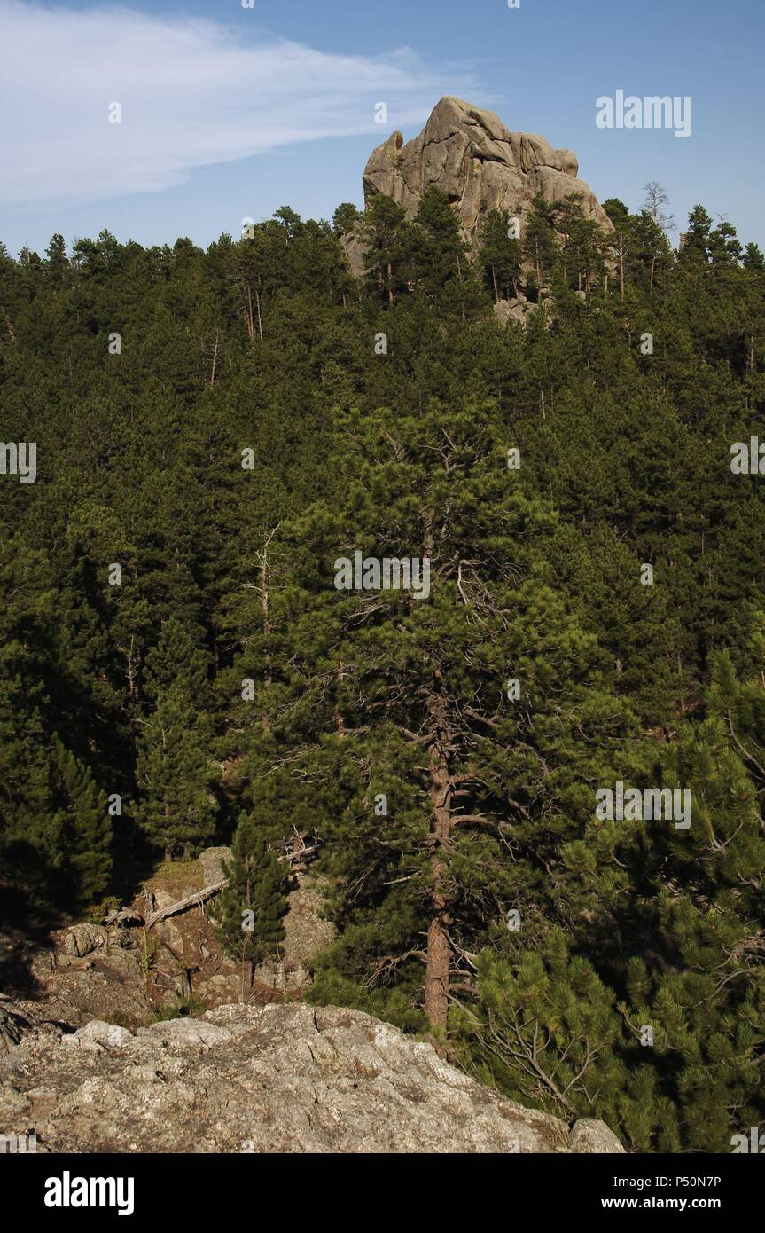 ESTADOS UNIDOS. BOSQUE NACIONAL 'BLACK HILLS' (BLACK HILLS NATIONAL FOREST). Ocupa una parte de los estados de Dakota del Sur y Wyoming. Panorámica del paisaje. Stock Photo