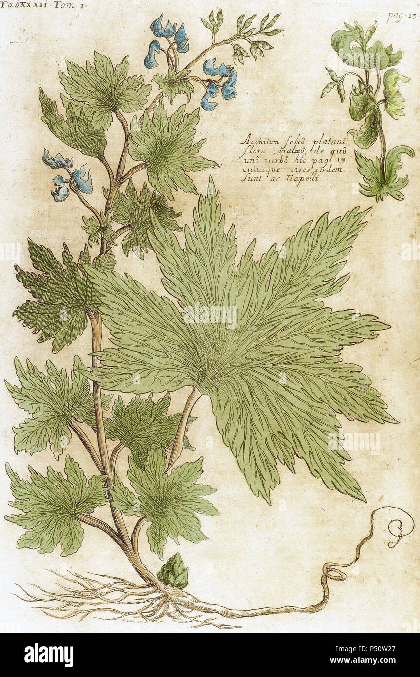 Aconitum. Seventeenth-century engraving in 'Bibliotheca Pharmaceutica-Medica' by J. Jacobi Mangeti. Published in Genoa. Italy. Colored engraving. Stock Photo