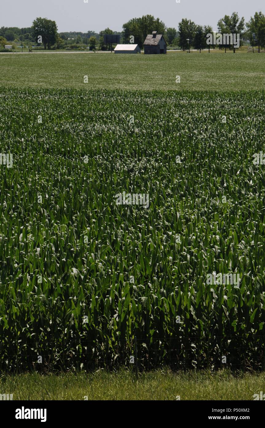 Estados de campo hi-res stock photography and images - Alamy