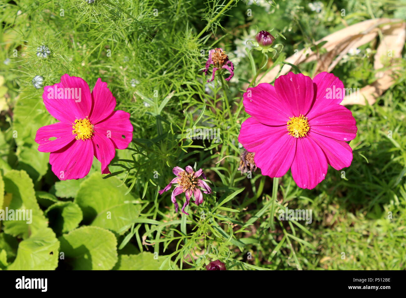 Garden cosmos or Cosmos bipinnatus or Mexican aster dark purple two ...