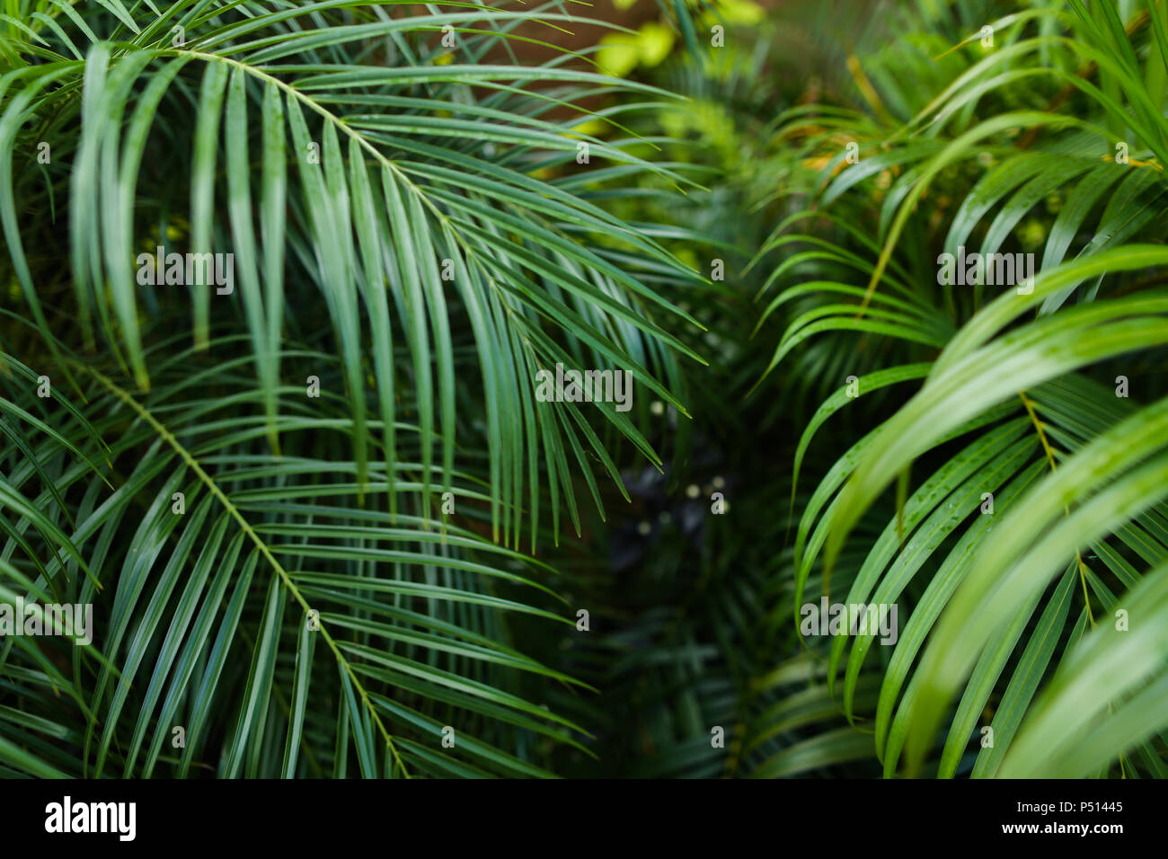 Palm leaves background photo Stock Photo - Alamy