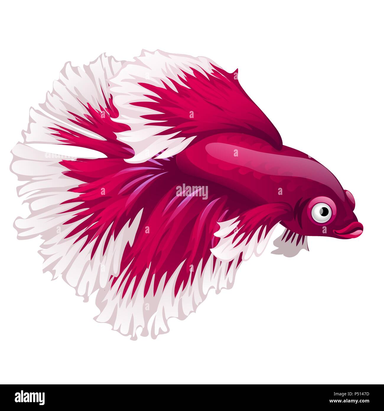Cartoon pink betta fish, siamese fighting fish, betta splendens or Halfmoon  betta isolated on white background. Vector illustration Stock Vector Image  & Art - Alamy