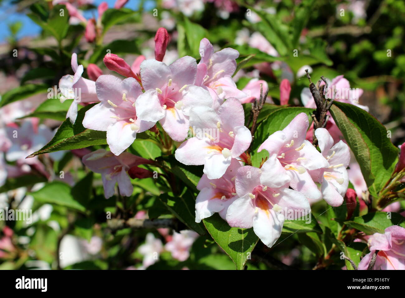 Weigela Rosea funnel shaped light pink fully open and closed flowers on