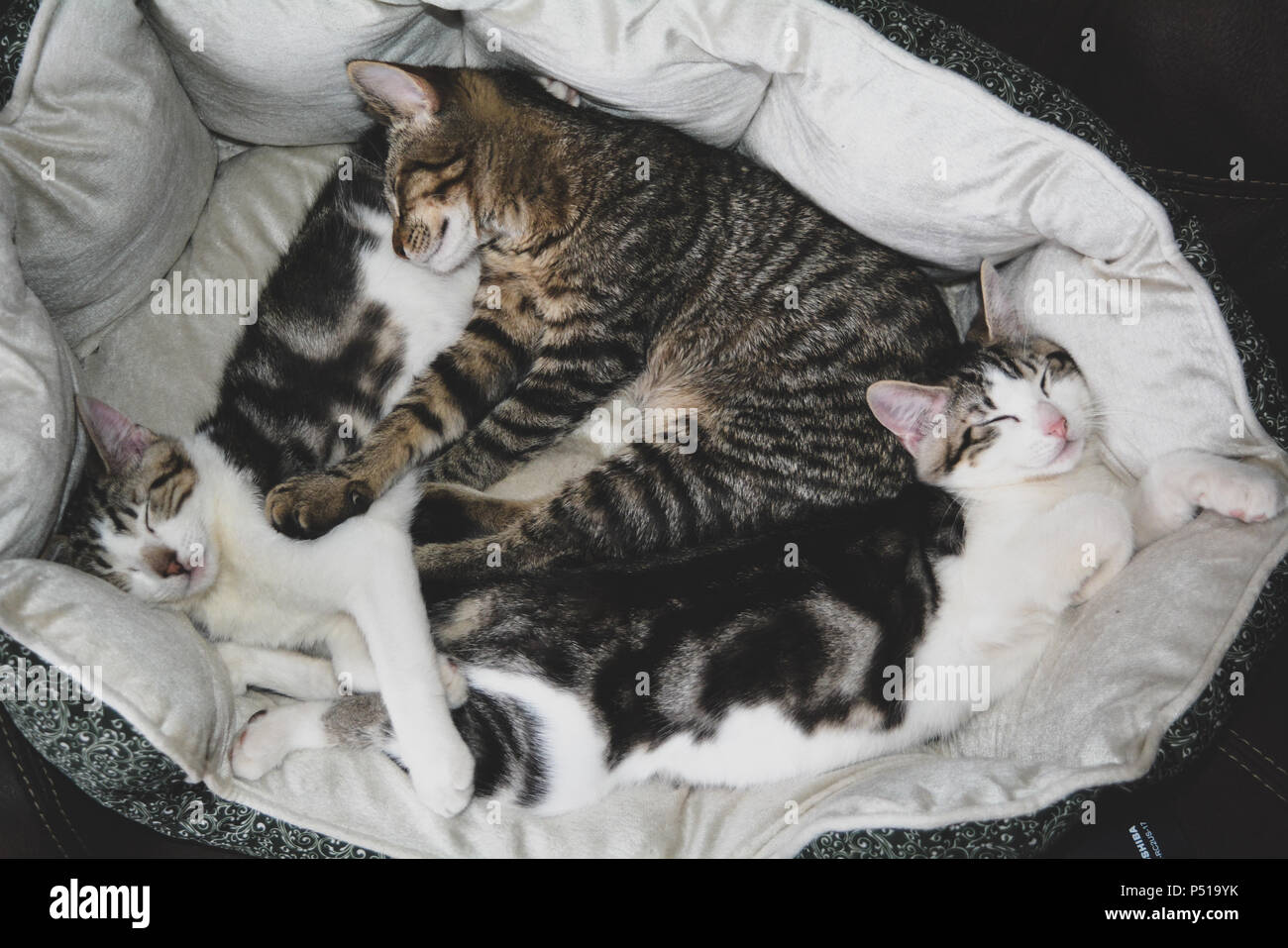 Three Cute Kittens Cuddling Round Pet Bed Stock Photo