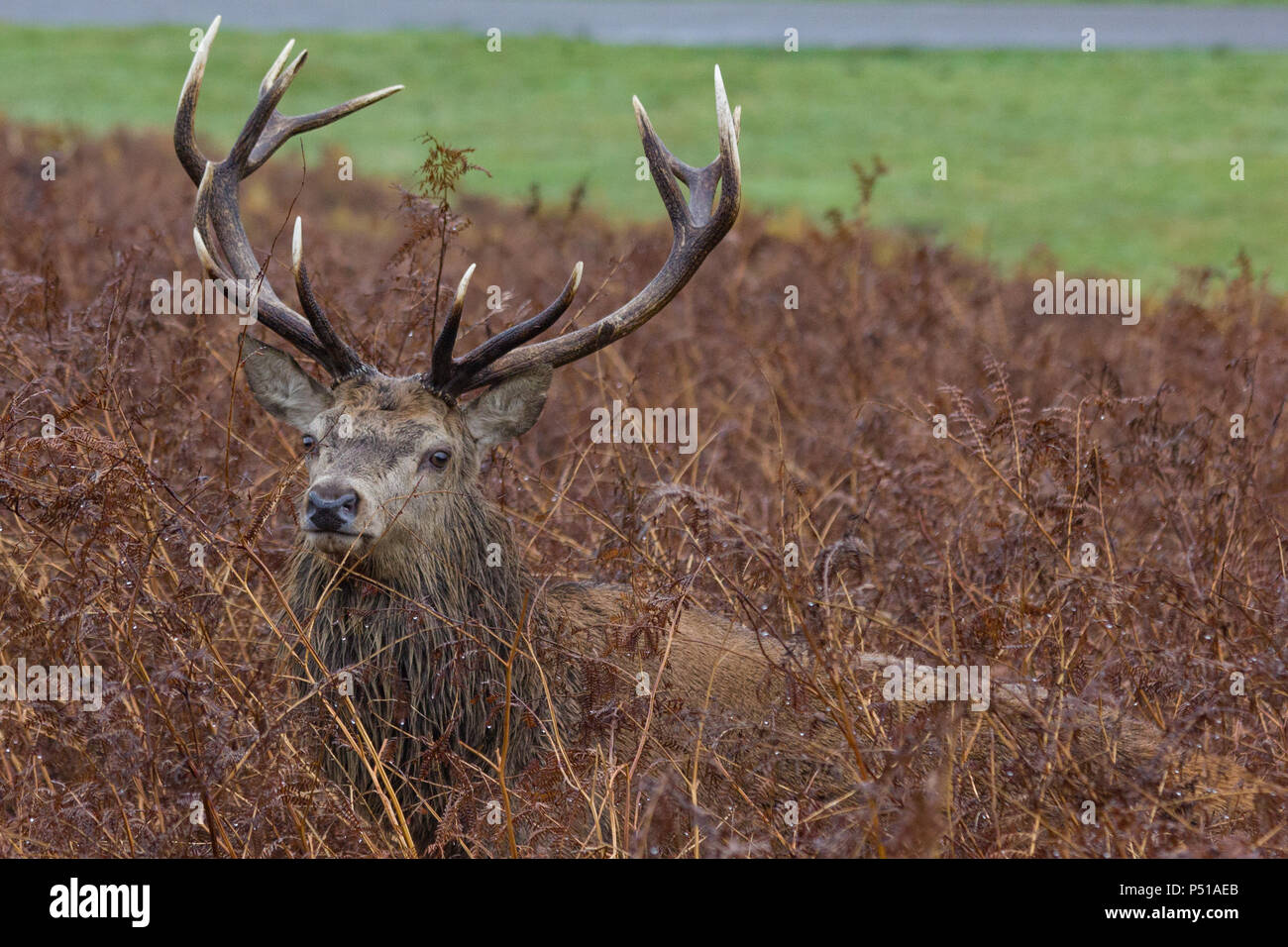 Deer in the Heather Stock Photo Alamy