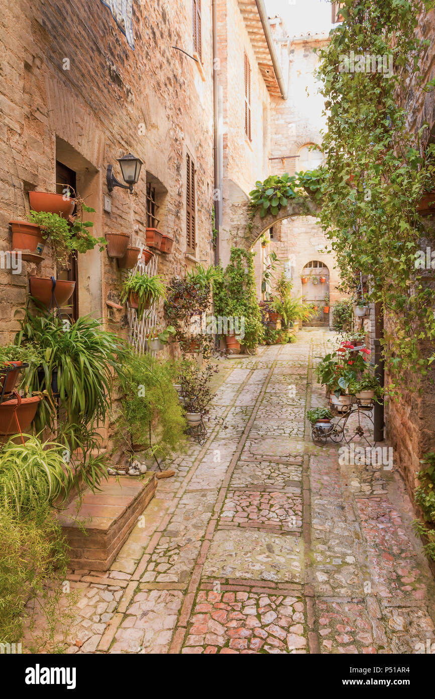 View from oblique of an old street decorated with many pots of plants and flowers. Spello. Umbria, Italy. Stock Photo