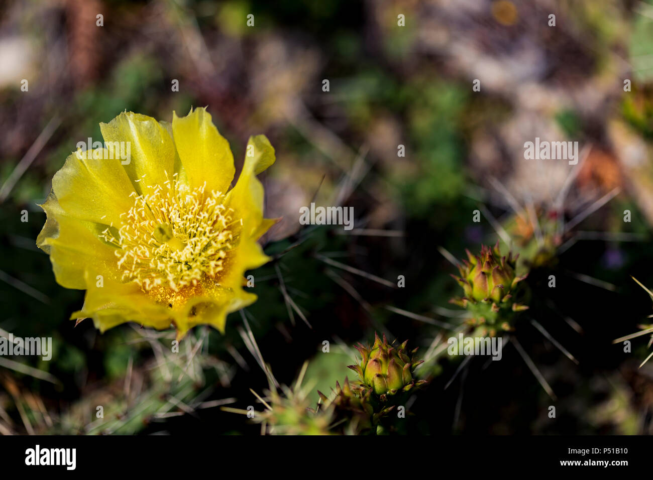 Detail of prickly pear cactus (Opuntia phaeacantha) blooming Stock Photo
