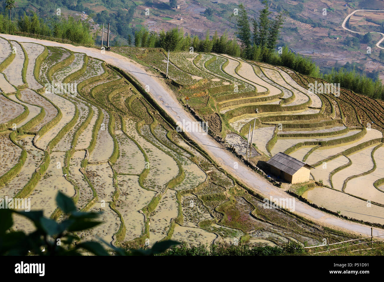 a rice terrace with curves in North West of Vietnam Stock Photo
