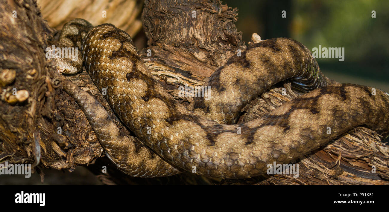 Snake Horn High Resolution Stock Photography and Images Alamy