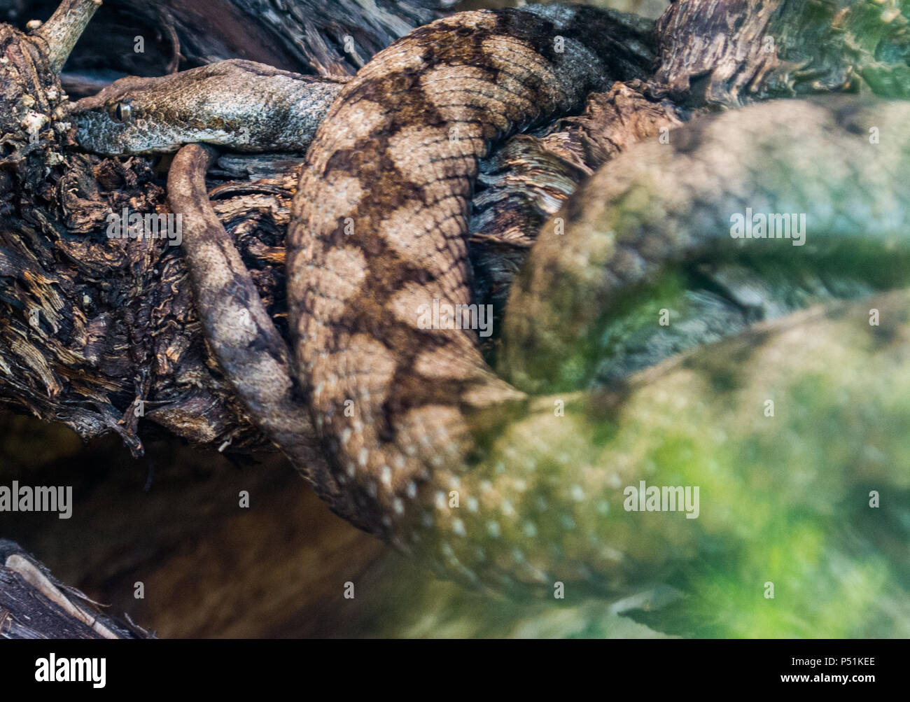 Horn nose viper snake Stock Photo Alamy