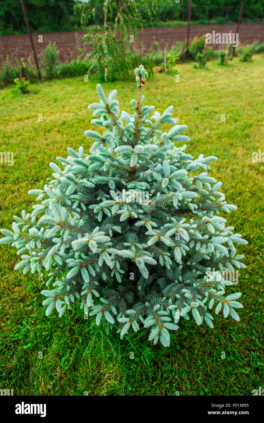Silver pine tree hi-res stock photography and images - Alamy
