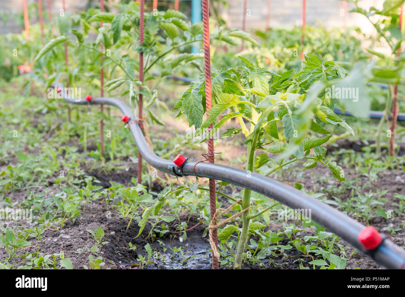 Drip irrigation on the bed. Seedlings of tomato prepared for planting