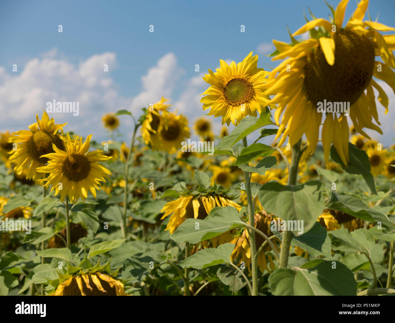 Field of blossoming sunflowers against the blue sky Stock Photo - Alamy